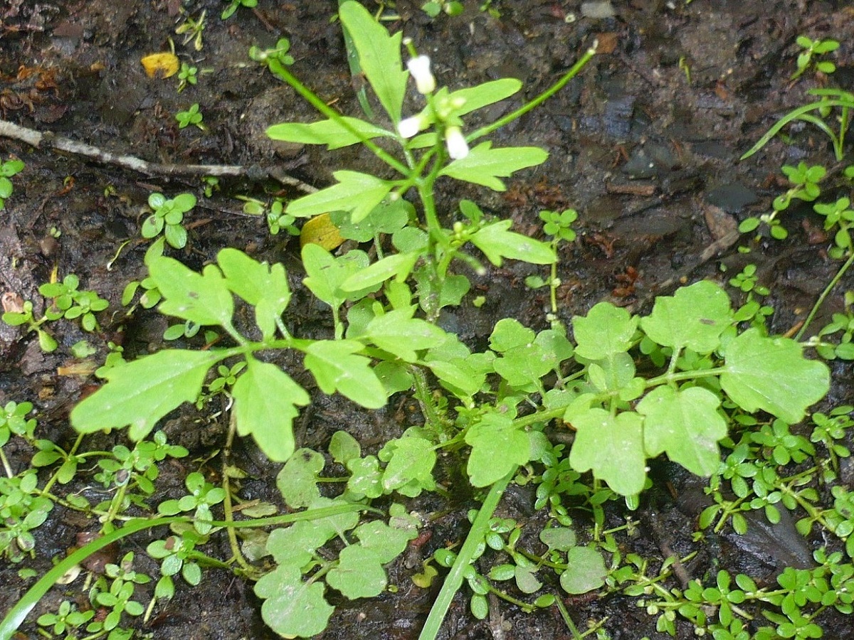 Cardamine flexuosa (Brassicaceae)